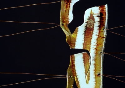 SCULPTURAL SLUMPED GLASS